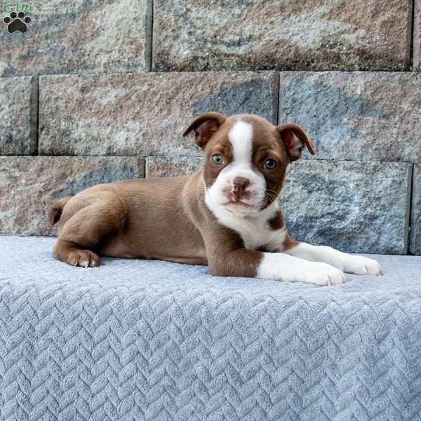 Sunny Little Sammy, Boston Terrier Puppy